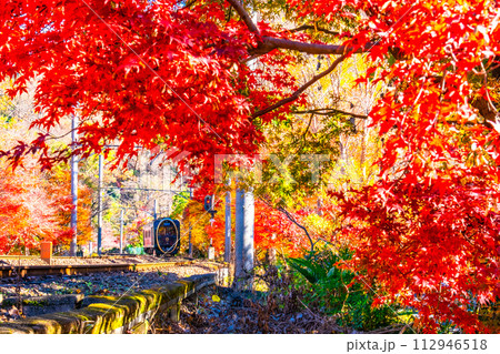 京都 八瀬の紅葉と叡山電鉄 112946518