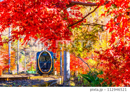 京都 八瀬の紅葉と叡山電鉄 112946521