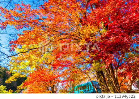 京都 八瀬の紅葉と叡山電鉄 112946522