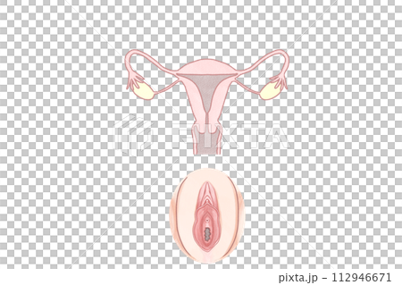 女性の内性器と外性器のしくみ　わかりやすい図解イラスト 112946671