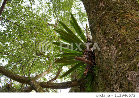 原生林の森の中のイメージ風景 原生林の森の中のイメージ風景 112946672