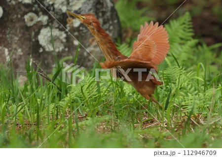 生き物 野鳥 リュウキュウヨシゴイ、三月の石垣島。山中の林、小さな流れ沿いで驚かせてしまいました 生き物 野鳥 リュウキュウヨシゴイ、三月の石垣島。山中の林、小さな流れ沿いで驚かせてしまいました 112946709