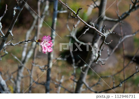 ピンク色の可愛いカイドウの花びら 112946731