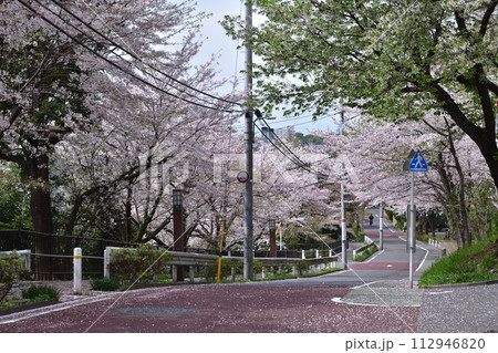 春の成城・ビール坂の桜並木 春の成城・ビール坂の桜並木 112946820