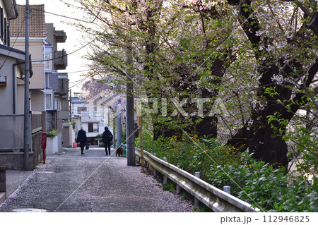 世田谷・桜丘・千歳通り横の桜並木と春風景 112946825