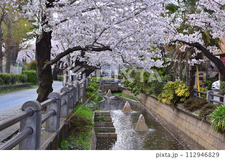 世田谷・深沢吞川親水公園の桜並木 112946829