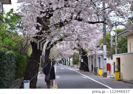 世田谷・成城6丁目の桜並木 世田谷・成城6丁目の桜並木 112946837