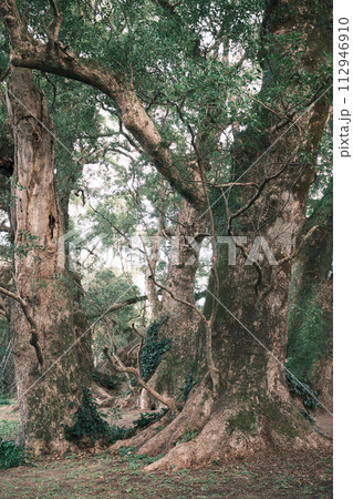 神秘的で幻想的な千本楠の風景 112946910