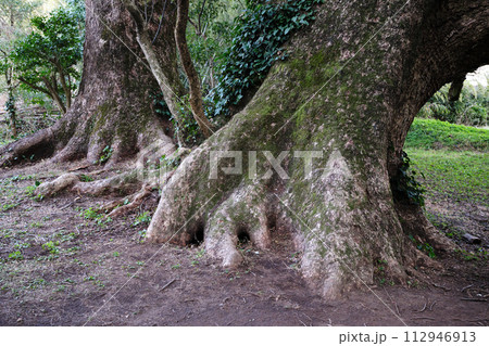 神秘的な木の根っこ 112946913