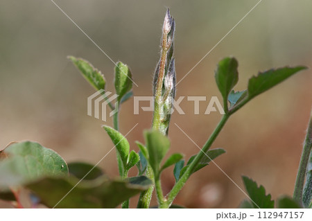 キンポウゲ科センニンソウの新芽 112947157