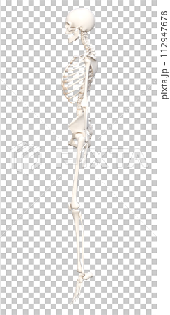 從側面看到的女性人體骨骼標本的 3D 插圖，全身側面插圖站在腳尖上。 112947678