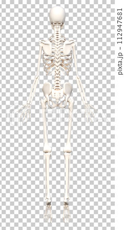 女性の人体骨格標本の3D  つま先立ちの全身後ろ姿のイラスト 112947681