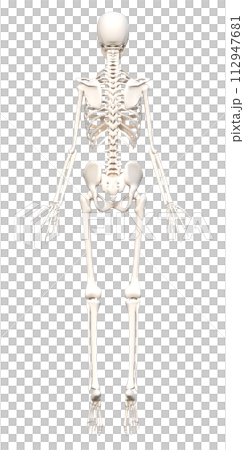 踮起腳尖的女性人體骨骼全身後視圖 3D 插圖 踮起腳尖的女性人體骨骼全身後視圖 3D 插圖 112947681