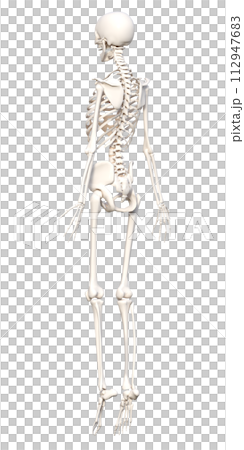 女性の人体骨格標本 骨格模型  つま先立ちの全身後ろ姿の3Dイラスト 112947683