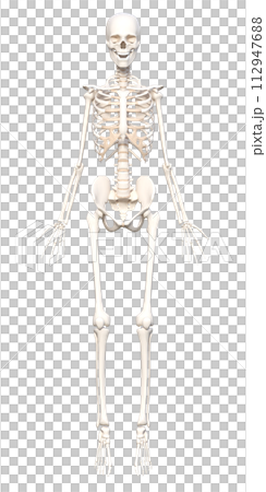 Female human skeleton specimen Skeleton model 3D illustration of the whole body front standing on tiptoes 112947688