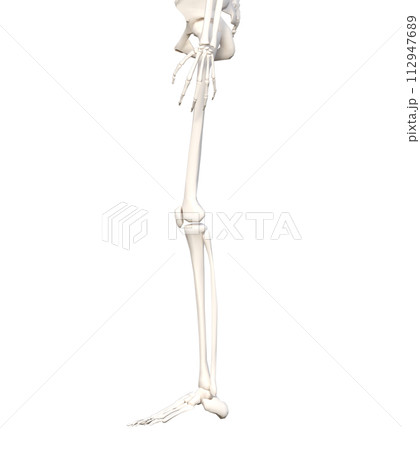 女性人体の下半身骨格標本  骨格模型  下半身横向きの3Dイラスト 112947689