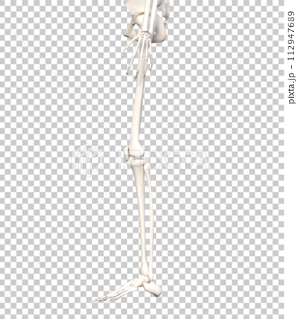 女性人体の下半身骨格標本  骨格模型  下半身横向きの3Dイラスト 112947689