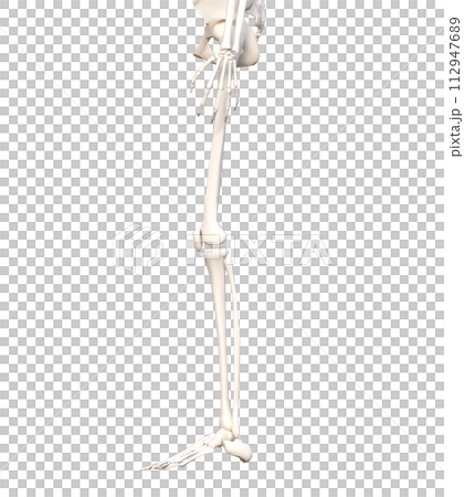 Female human lower body skeletal specimen Skeleton model Lower body sideways 3D illustration 112947689