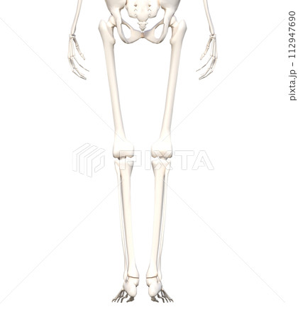 人体の骨格標本 骨格模型 下半身後ろ姿の3Dイラスト 112947690