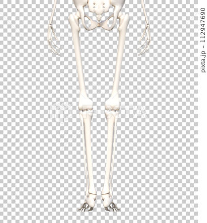 人体の骨格標本 骨格模型 下半身後ろ姿の3Dイラスト 112947690