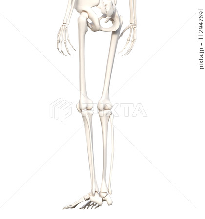 斜め後から見た女性の人体の下半身骨格標本 骨格模型　下半身後ろの3Dイラスト 112947691