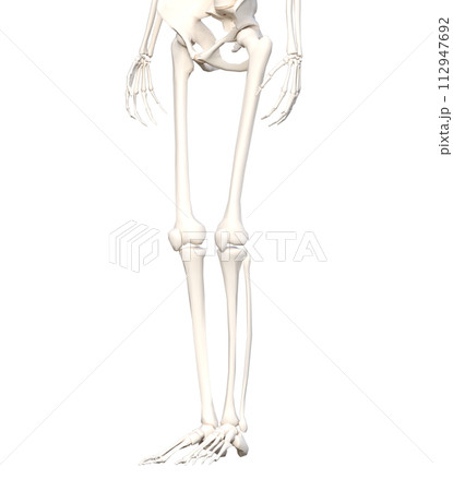 斜め前から見た女性の人体の下半身骨格標本 骨格模型  下半身正面の3Dイラスト 112947692