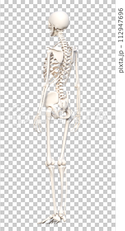 Skeleton model: A female human skeleton seen from behind. 3D illustration of the whole body from behind 112947696