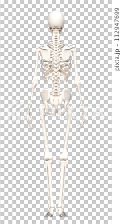 人體骨骼標本骨骼模型全身後視圖3D圖 人體骨骼標本骨骼模型全身後視圖3D圖 112947699