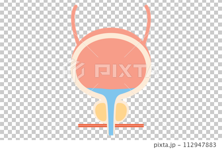 前列腺、前列腺和膀胱的醫學插圖 112947883