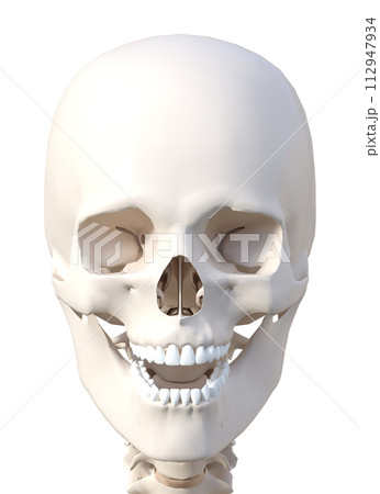 骨格標本の頭部アップ 顔面正面の3Dイラスト 骨格標本の頭部アップ 顔面正面の3Dイラスト 112947934