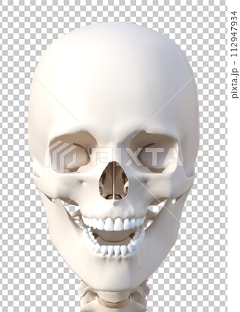 骨格標本の頭部アップ 顔面正面の3Dイラスト 骨格標本の頭部アップ 顔面正面の3Dイラスト 112947934