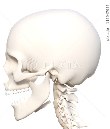骨格標本の頭部アップ　顔面横顔の3Dイラスト 112947935