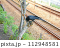 線路とカラス 112948581
