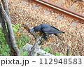 線路とカラス 112948583