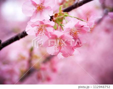 河津桜のある風景 112948752