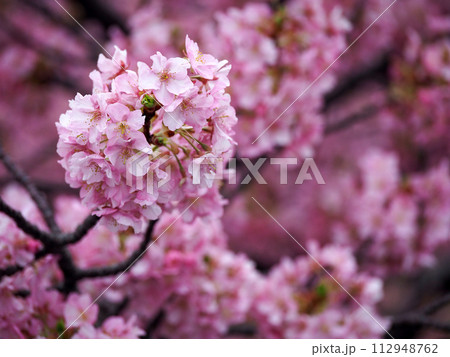 河津桜のある風景 河津桜のある風景 112948762