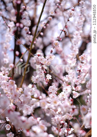 春の訪れを告げる梅の花 112948850