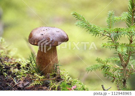 Pinewood king bolete mushroom growing in the woods 112948965
