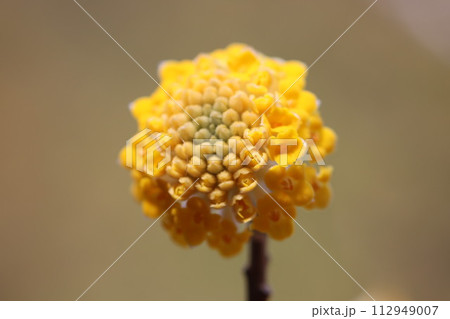 《厚木市七沢・不動尻》ミツマタの群生地・満開のミツマタ 112949007