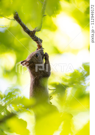 エゾリス　夏 112949172