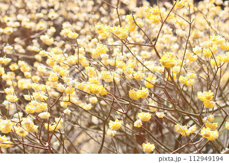 《厚木市七沢・不動尻》ミツマタの群生地・満開のミツマタ 《厚木市七沢・不動尻》ミツマタの群生地・満開のミツマタ 112949194