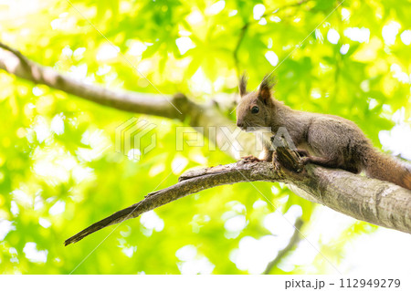 エゾリス　夏 112949279