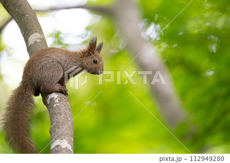エゾリス　子リス 112949280