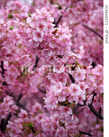 河津桜のある風景 112949432
