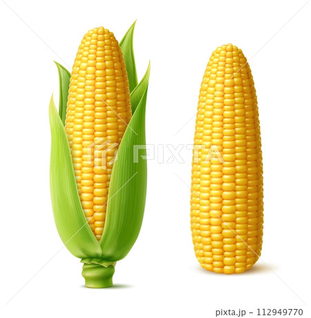 Realistic ripe sweet corn cobs with juicy kernels. Isolated 3d vector yellow raw maize corncobs with green leaves. Nutritious, tender, sugary cylindrical ears of farm plant, filled with rows of seeds 112949770
