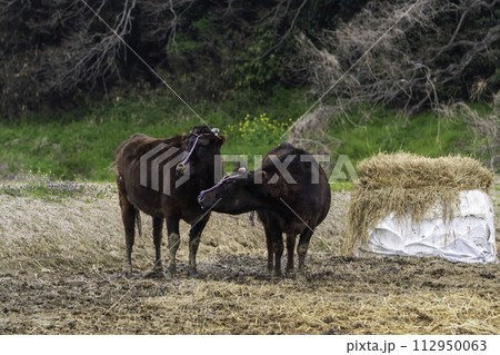 放牧された牛たち 放牧された牛たち 112950063