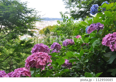 鎌倉の紫陽花 112950085