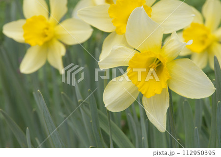早春の庭先に咲いた黄色いスイセンの花 112950395