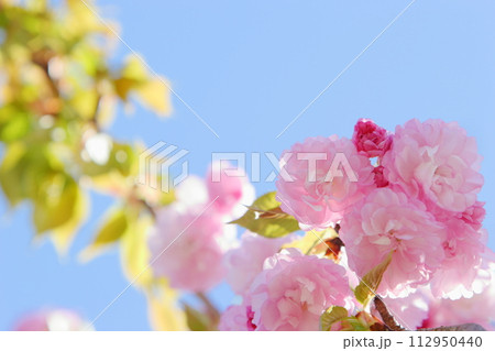 満開の八重桜(紅華)のクローズアップ 【青空背景】 満開の八重桜(紅華)のクローズアップ 【青空背景】 112950440