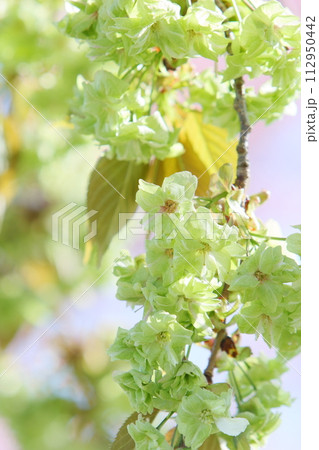 満開の八重桜（御衣黄）のクローズアップ 【空背景】 112950442